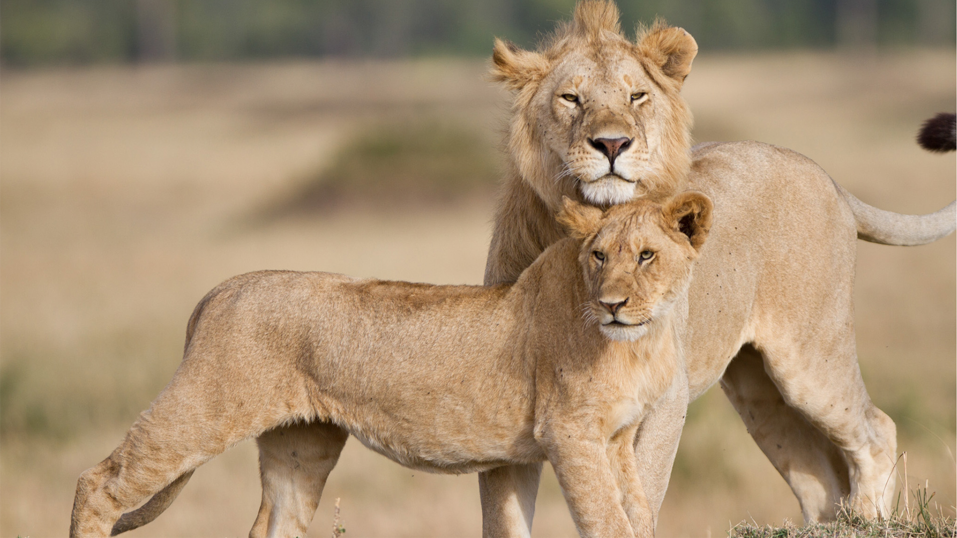 Tatu and Alan, Marsh Pride, Maasai Mara, Kenya