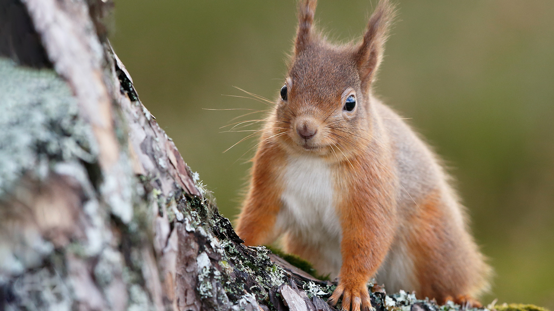 A red squirrel climbing a tree. Scotland.