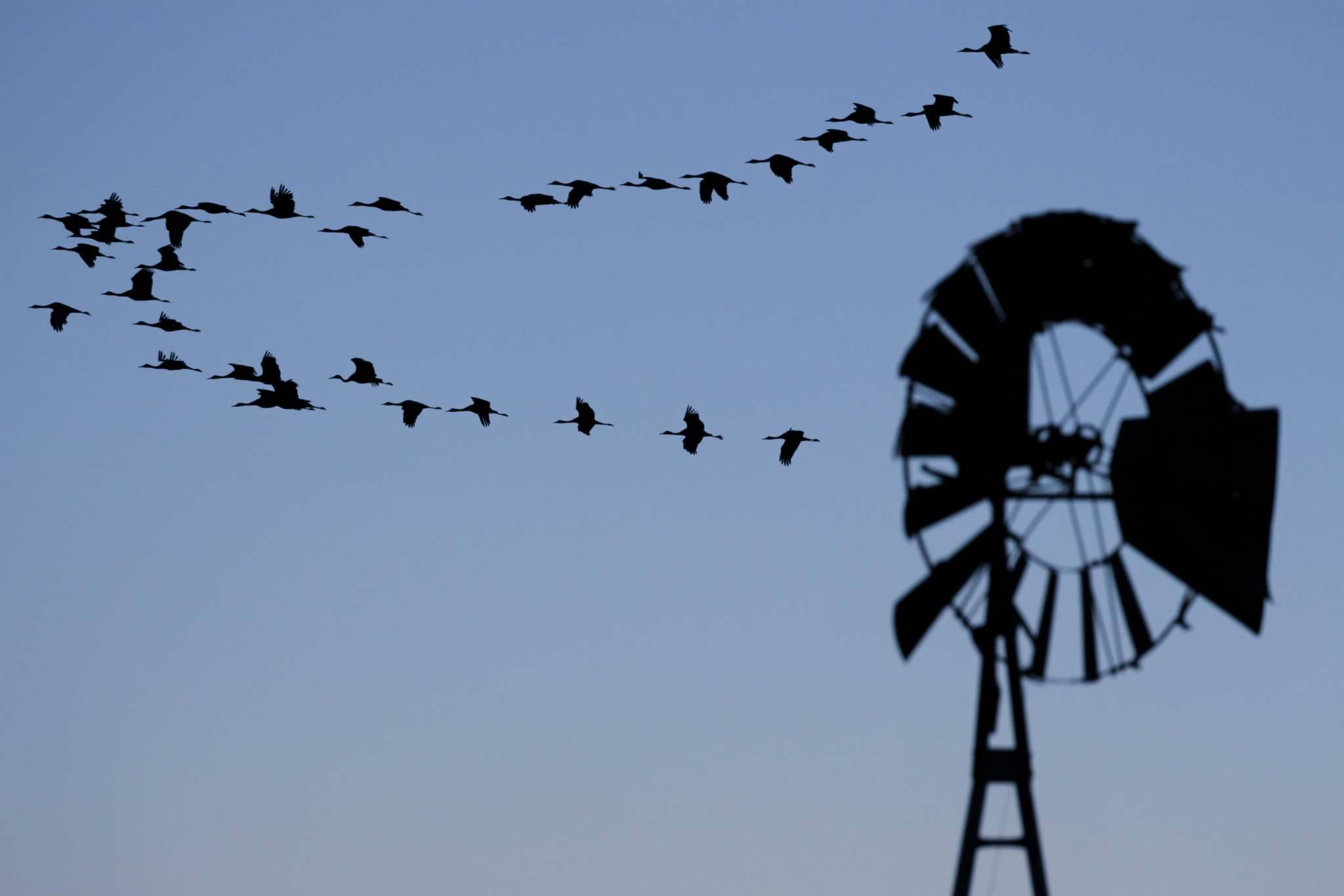 Sandhill cranes begin their migration in Southern Arizona. 