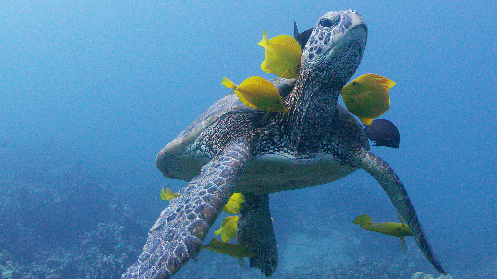 Turtle being cleaned by surgeonfish.