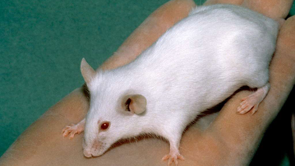 Researchers are searching for tools more effective than mice to investigate cancer.
