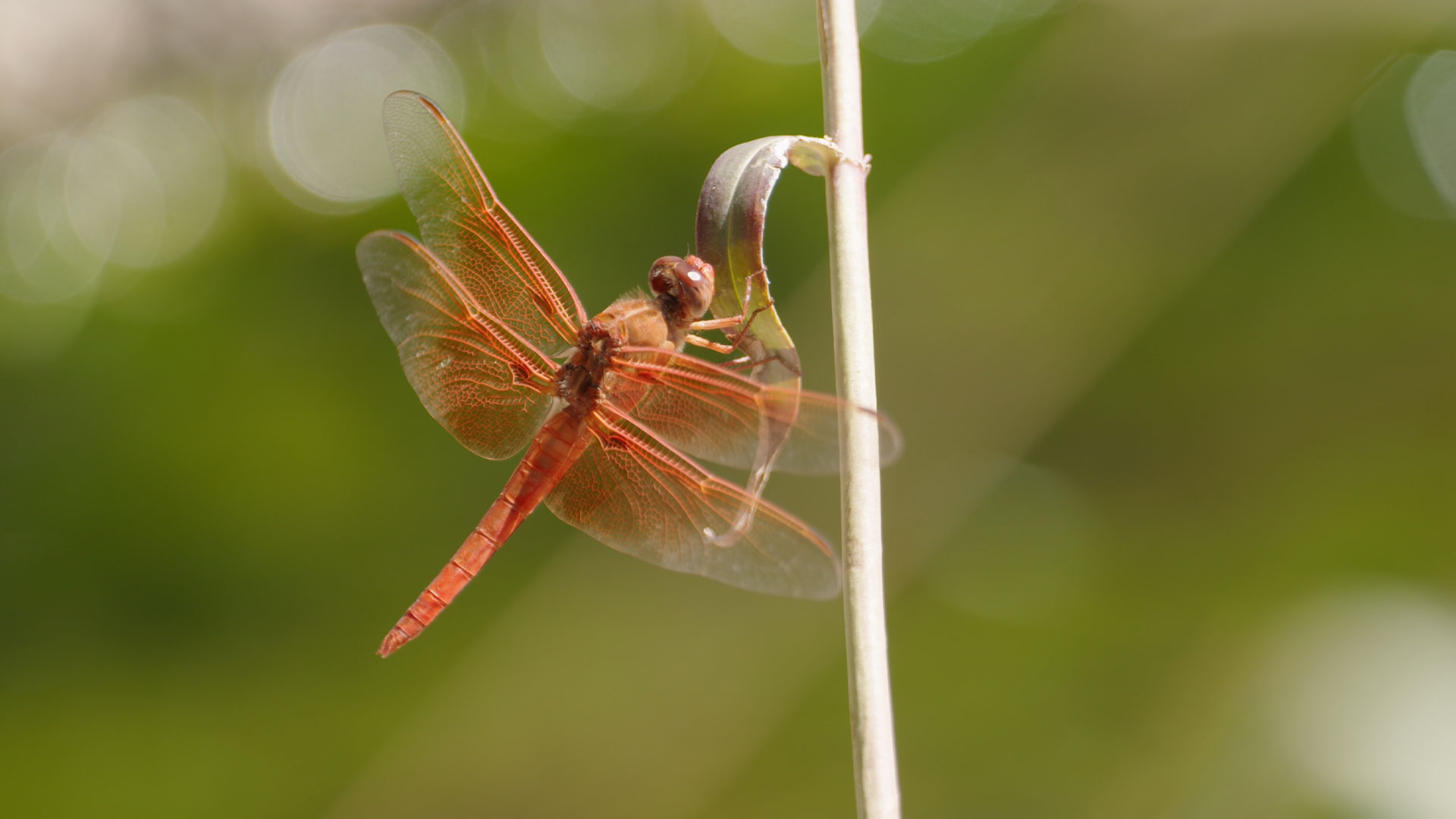 Dragonflies have been around for 300 million years and are one of the first insects to inhabit this planet. They are extraordinary in many ways including hunting ability, reproductive cycle and lifespan. 