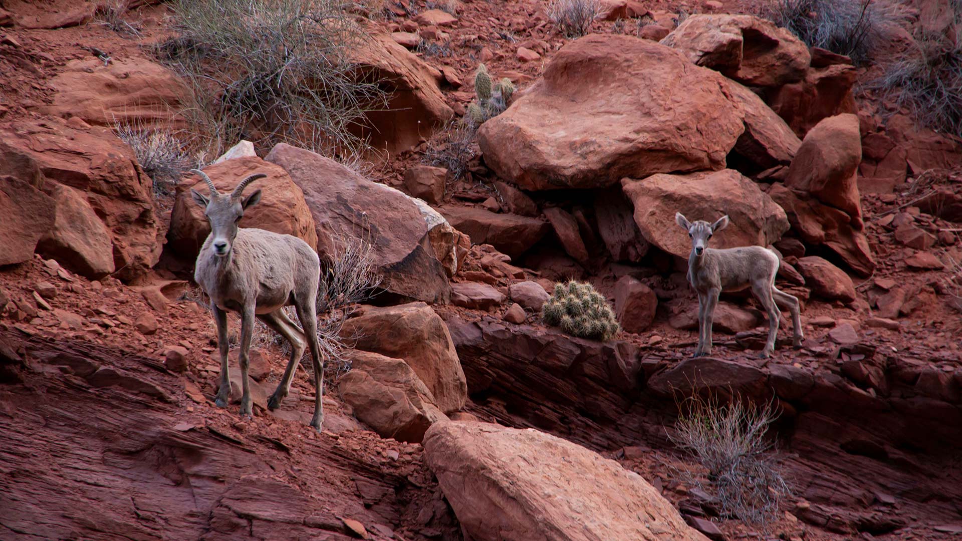 Canyonlands spot