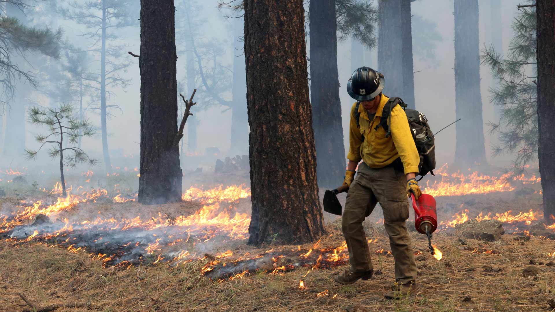 Ashton Johnson uses his drip torch during a prescribed burn operation in Kaibab National Forest on Oct. 5, 2023. Fire crews planned to burn around 2,300 acres of land that day. 