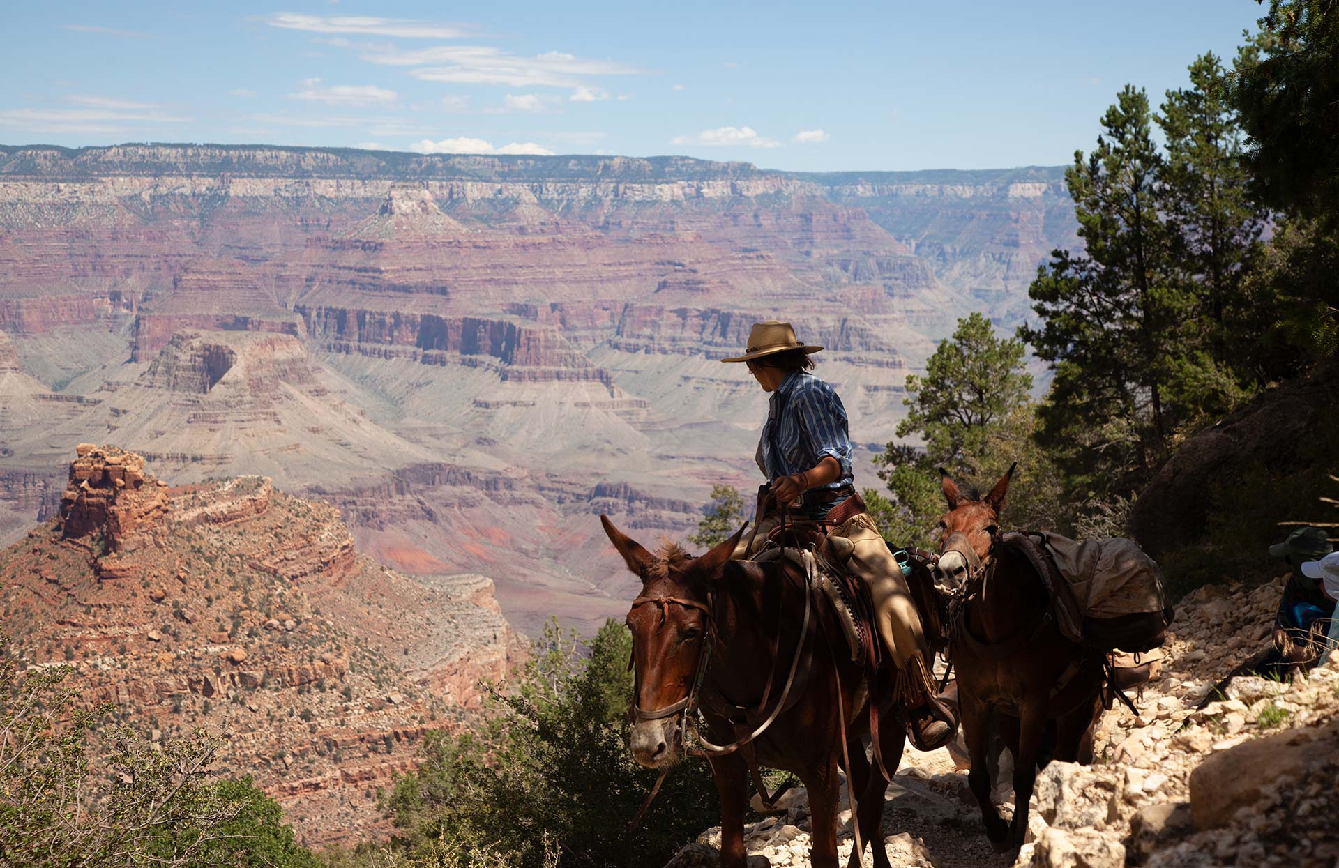 Mules trek up Bright Angel Trail on the south rim of Grand Canyon National Park on Thursday, August 31. Pack mules are emblematic of the American West, and have carried tourists in and out of the canyon since the late 1880s. 