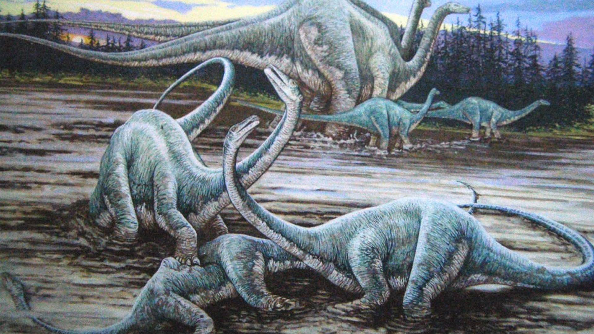 Sauropod dinosaurs
