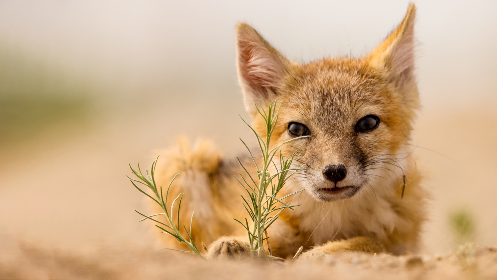 Swift Fox (Vulpes velox). Wyoming, USA.