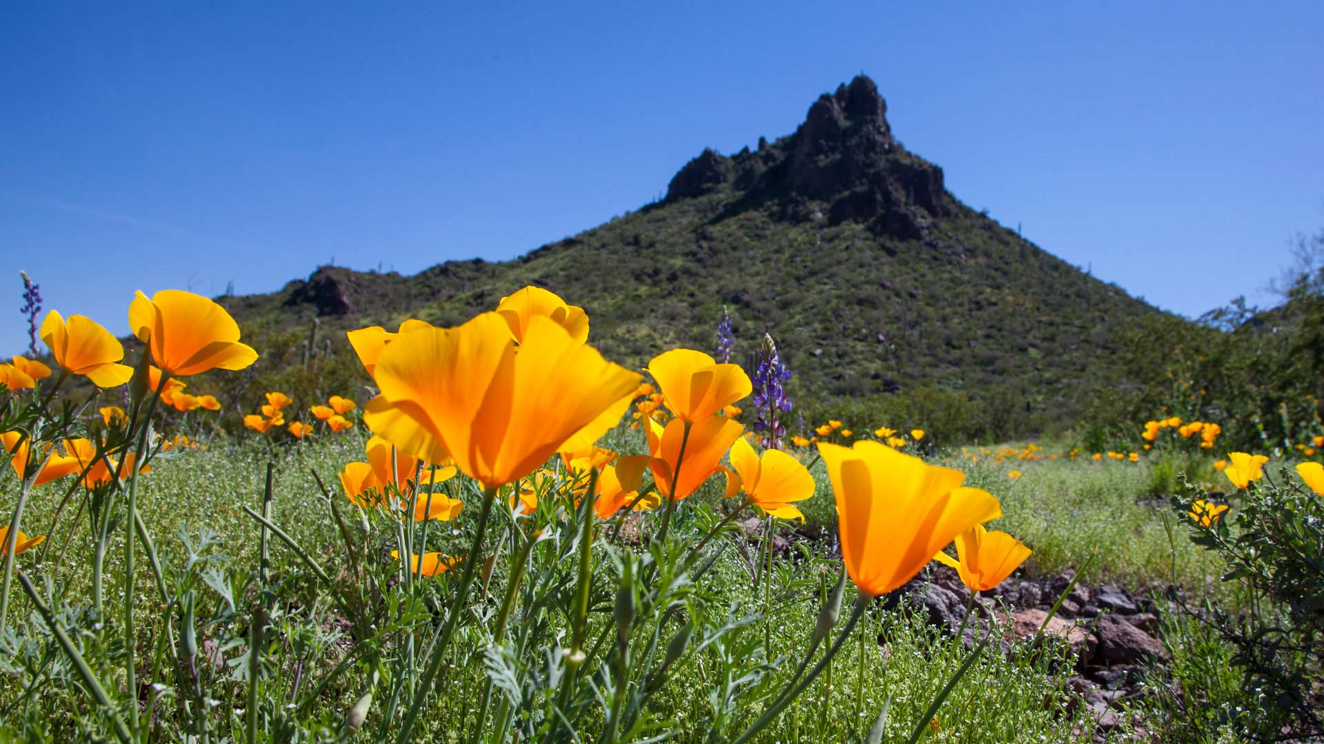 Flowers in bloom at Picacho Peak State Park, 2019. 