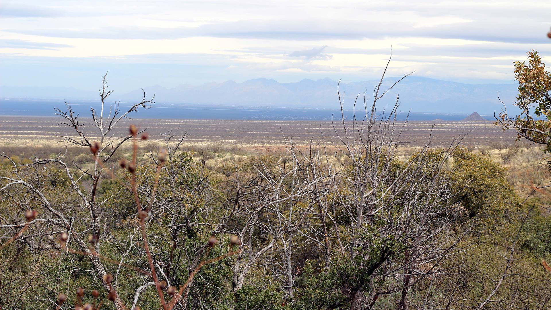 Views from the Santa Rita Experimental Range. 