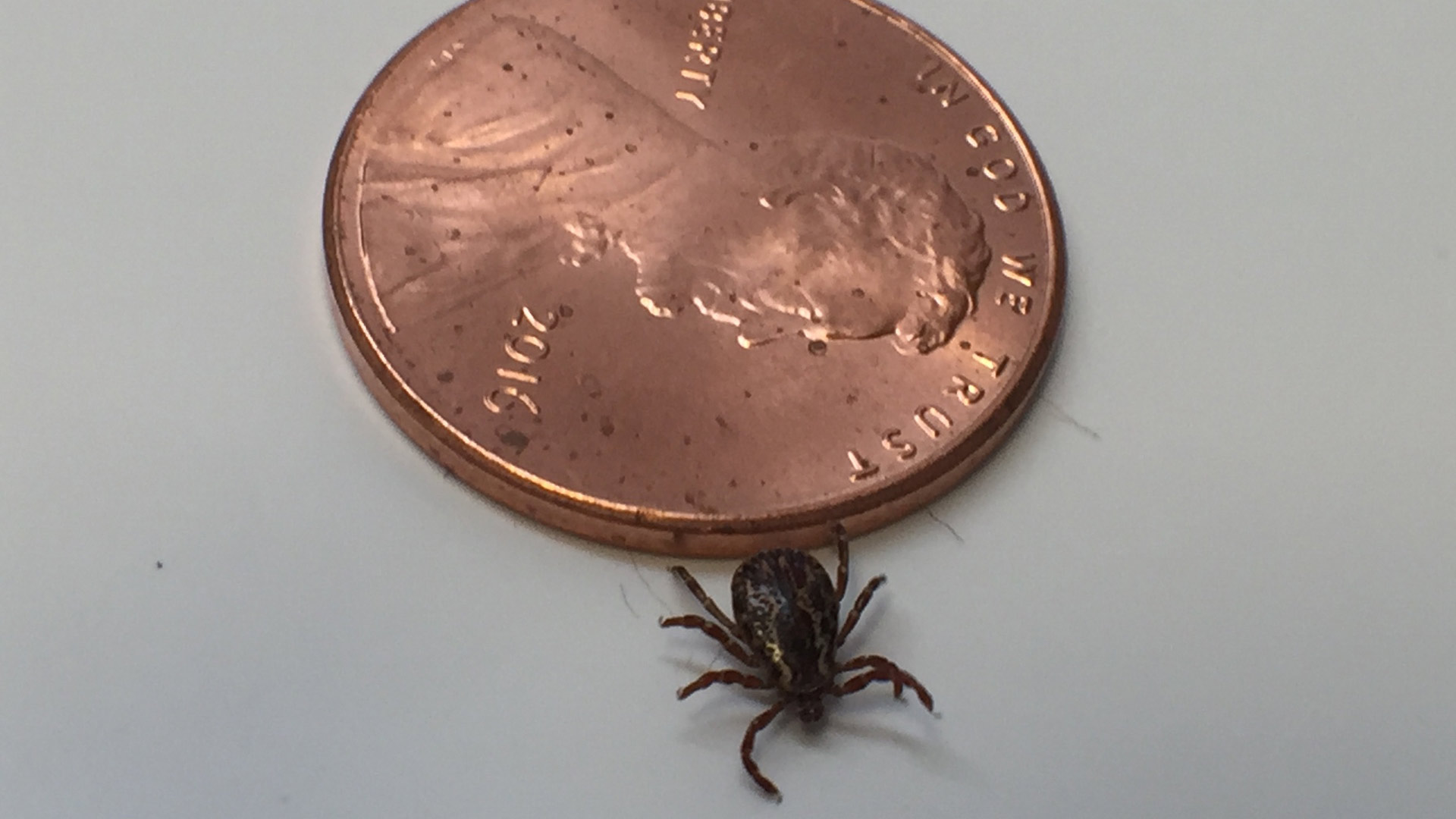 Brown dog ticks are carriers of Rocky Mountain spotted fever.