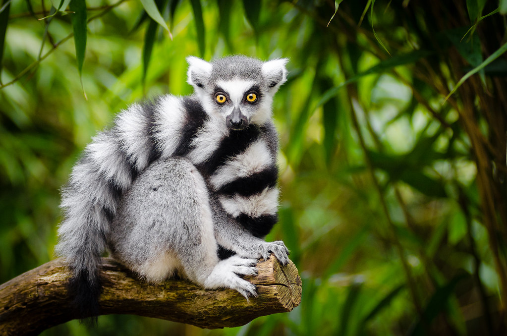 RIng-tailed lemur