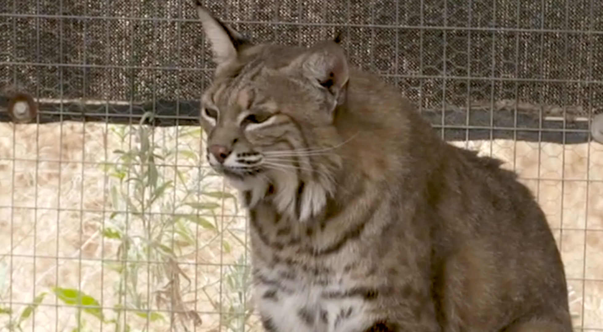 Bobcats are relatively common mammals in Arizona and many other states. 