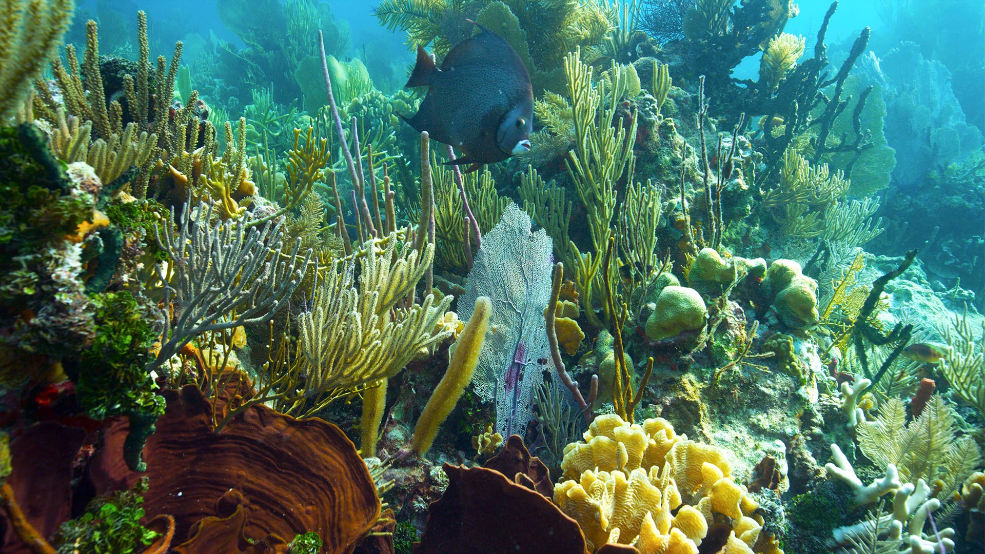 The shallow areas of the reef are gardens of diverse colonies of corals and colorful fish. Guatemala.