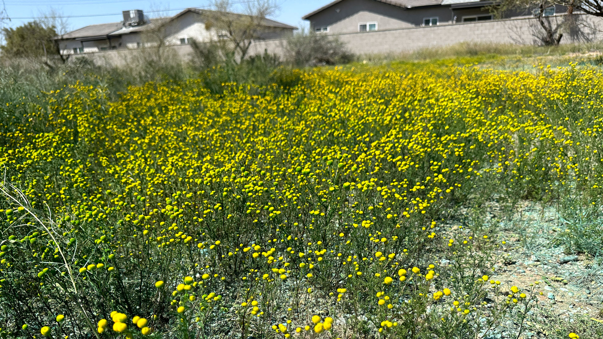 Stinknet invasive in field 