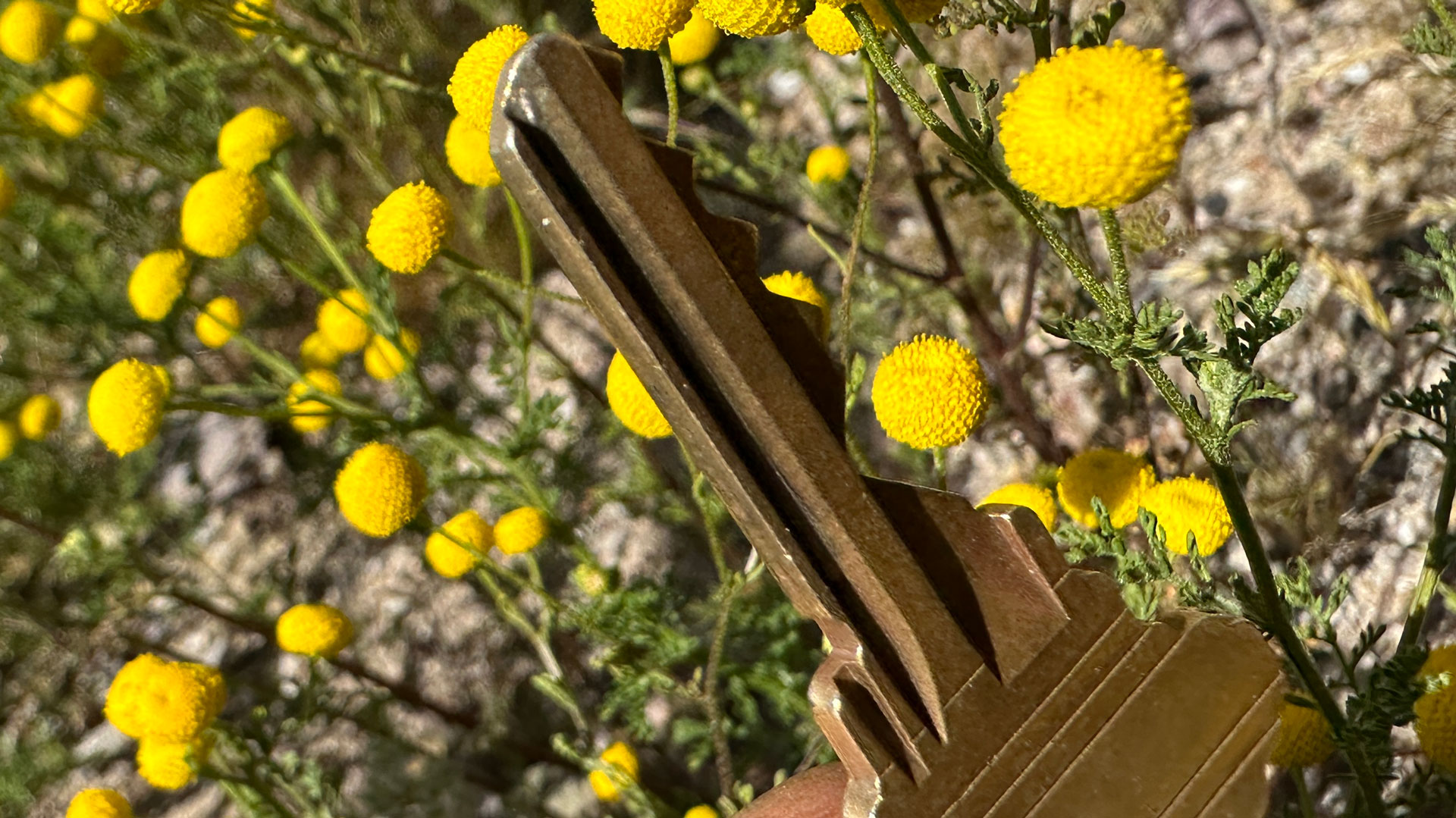 The stinknet weed (Oncosiphon pilulifer), seen here with a key for scale, was being traded as Globe chamomile before being renamed. Scientists say it is an invasive plant in our region. 