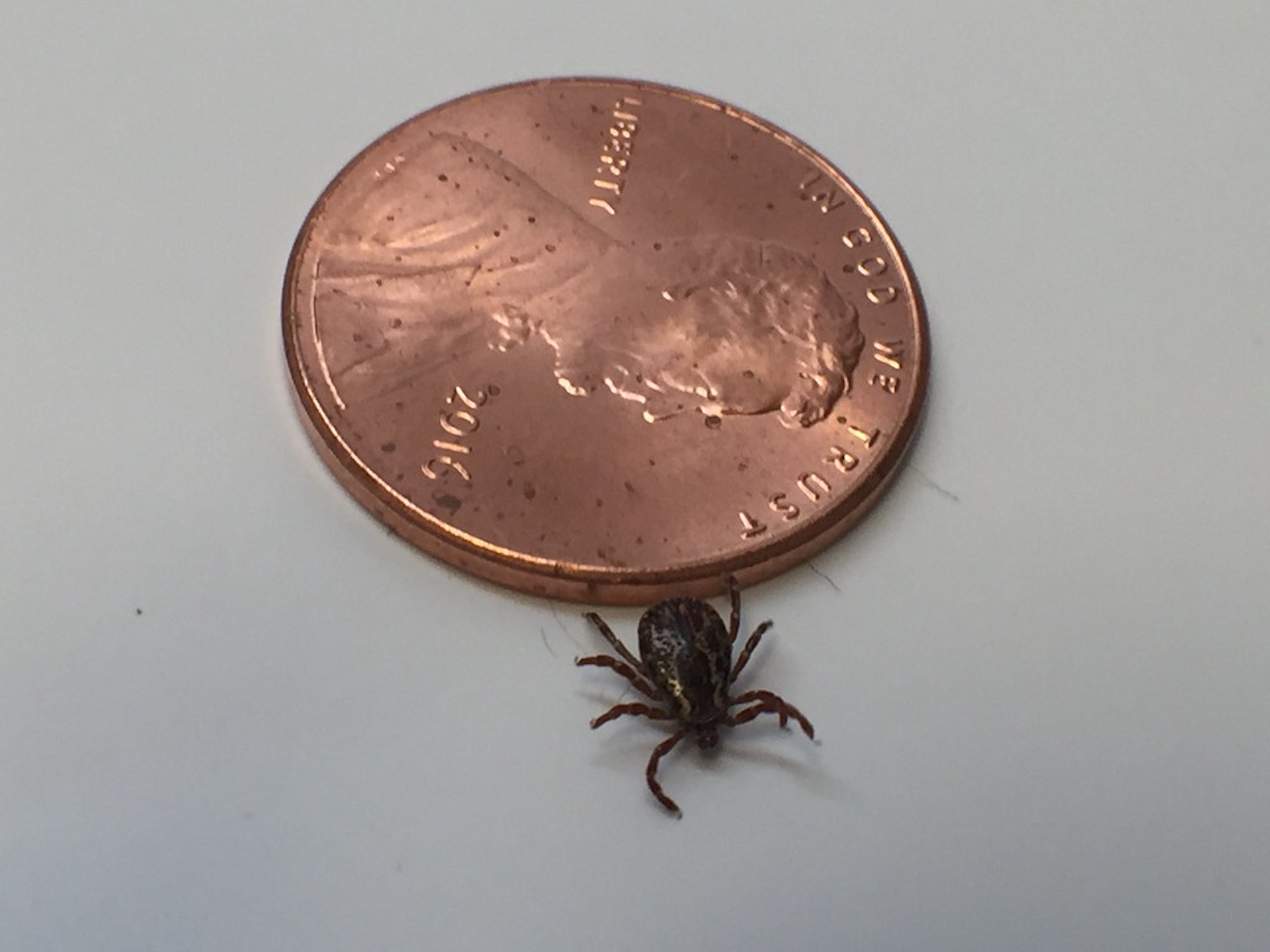 Brown dog tick.