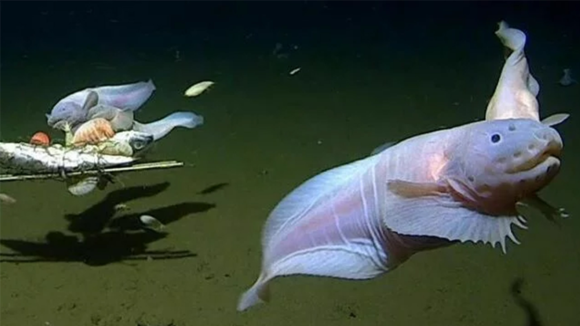 An image shows snailfish swimming around a baited camera more than 27,000 feet below the surface in the Izu-Ogasawara Trench off the coast of Japan.