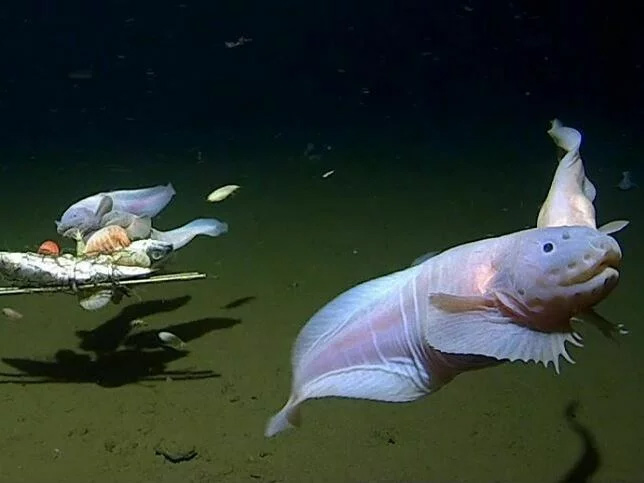 npr news deepest swimming fish