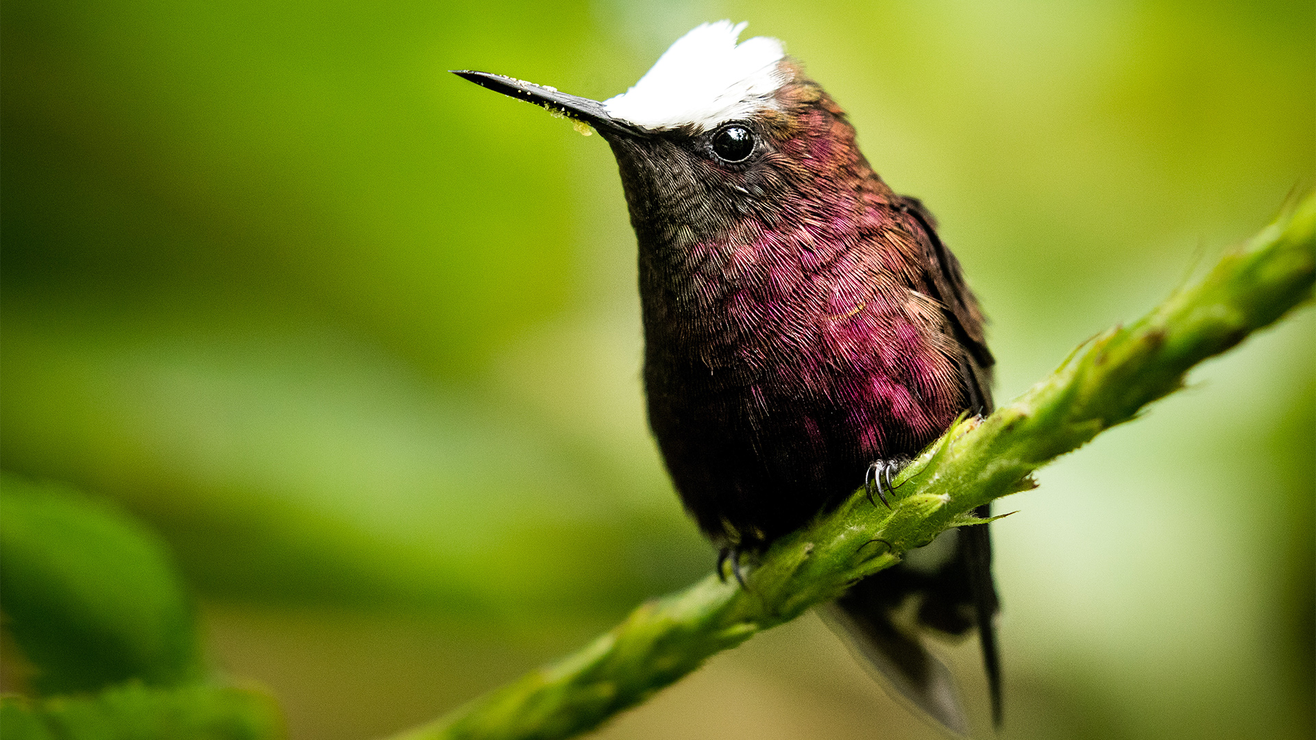 Male Snowcap hummingbird perched. El Copal Reserve, Costa Rica.