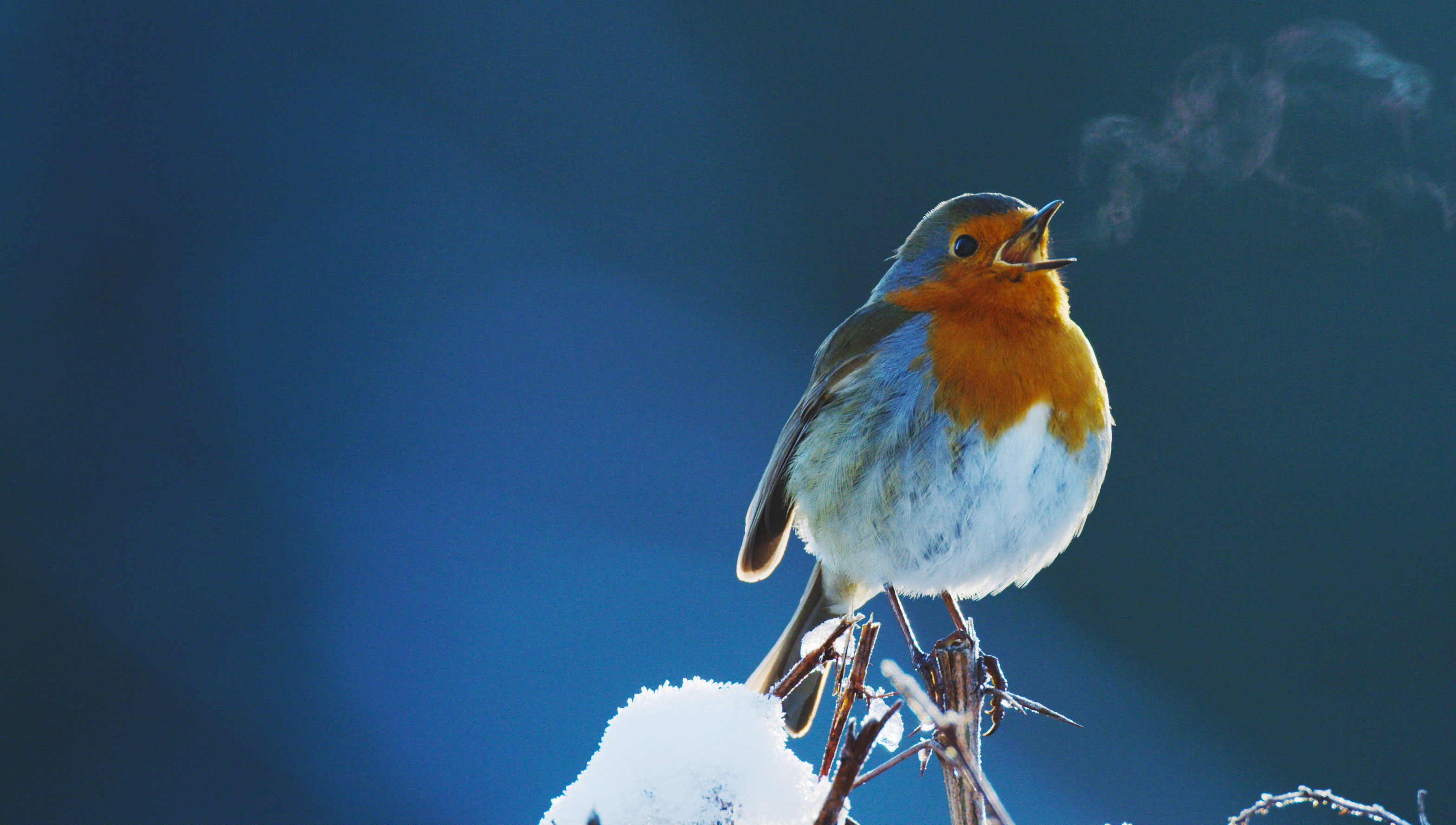 Winter Robin singing.