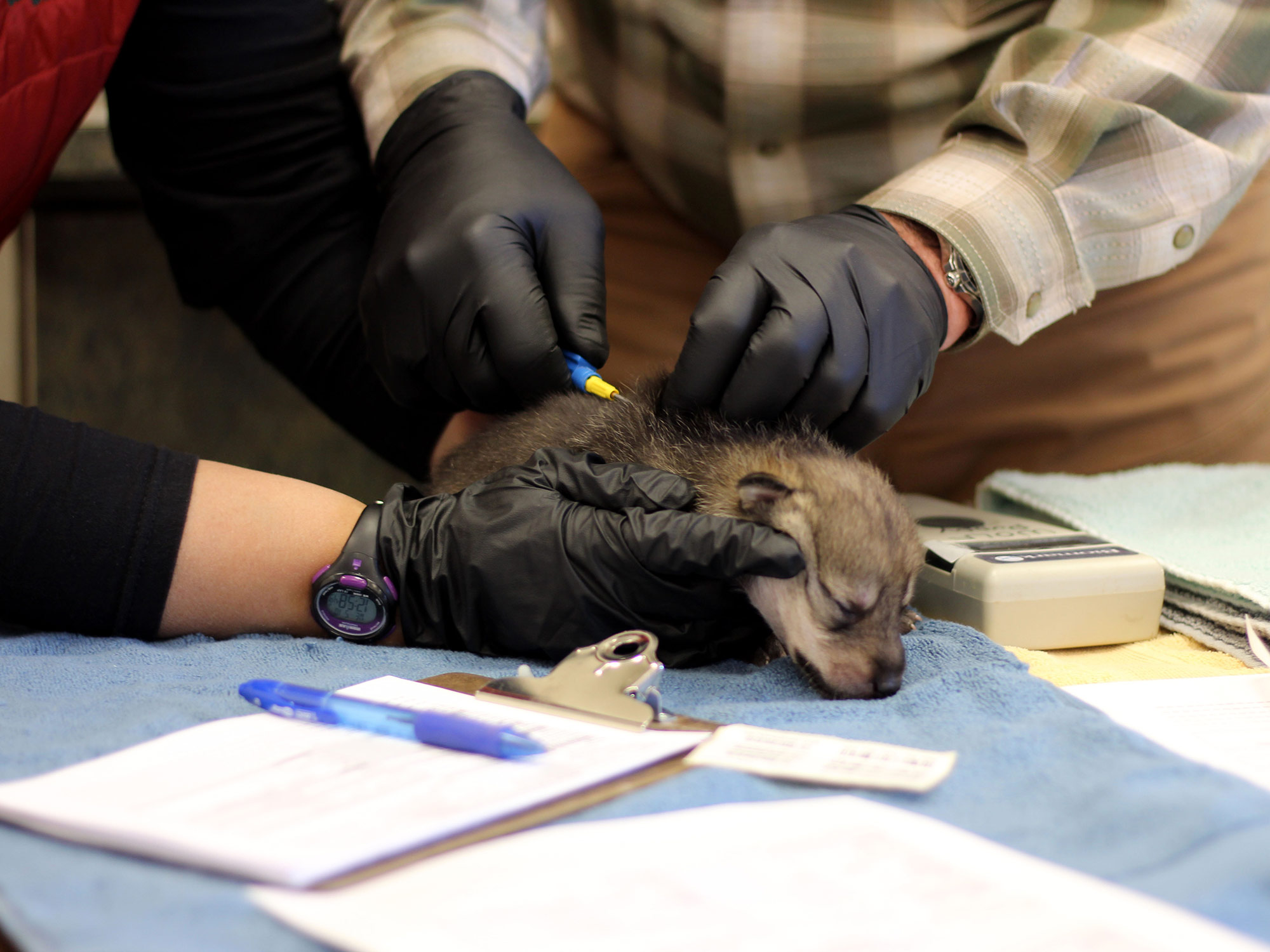 A Mexican gray wolf pup is microchipped before being cross-fostered.