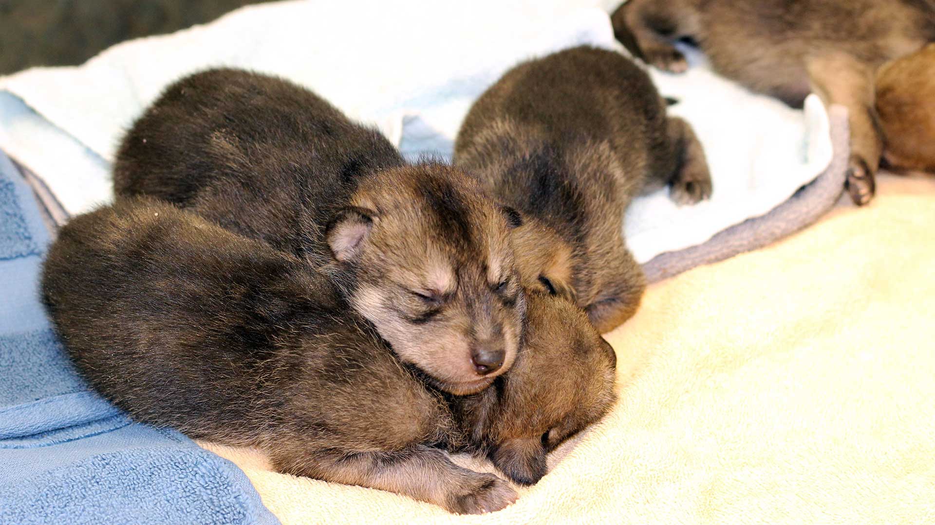 The Mexican gray wolf pups have an affinity to crawl towards each other and their mother for warmth and comfort. The piling reflex is affectionately called a "puppy pile."
