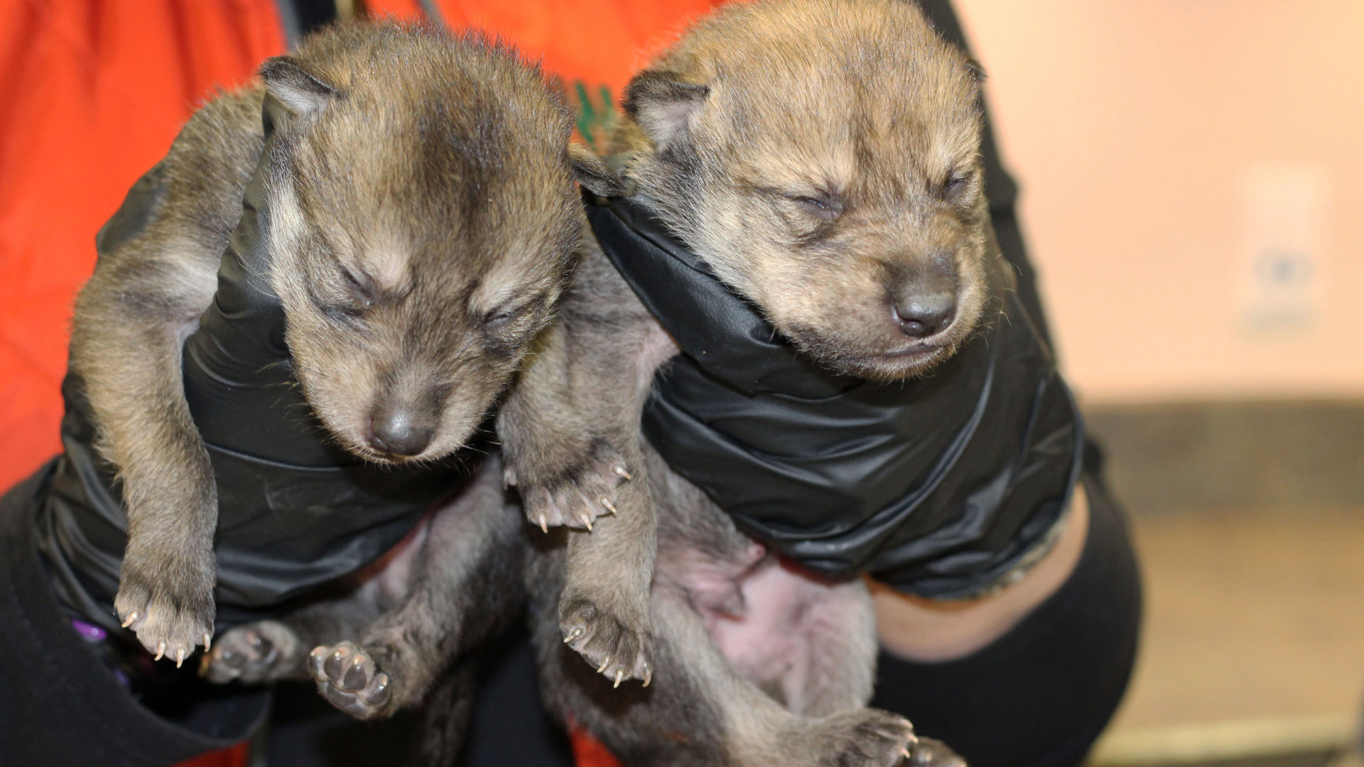 These two Mexican gray wolf pups and siblings were born at the Wolf Conservation Center in New York. They are considered "neonatal" and less than 14 days old. 
