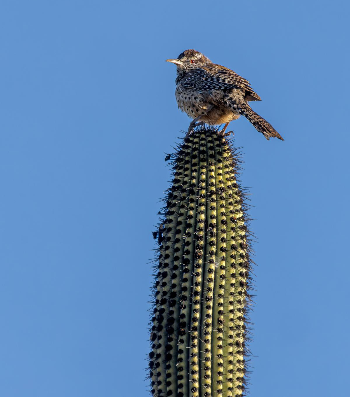 Cactus Wren unsized 