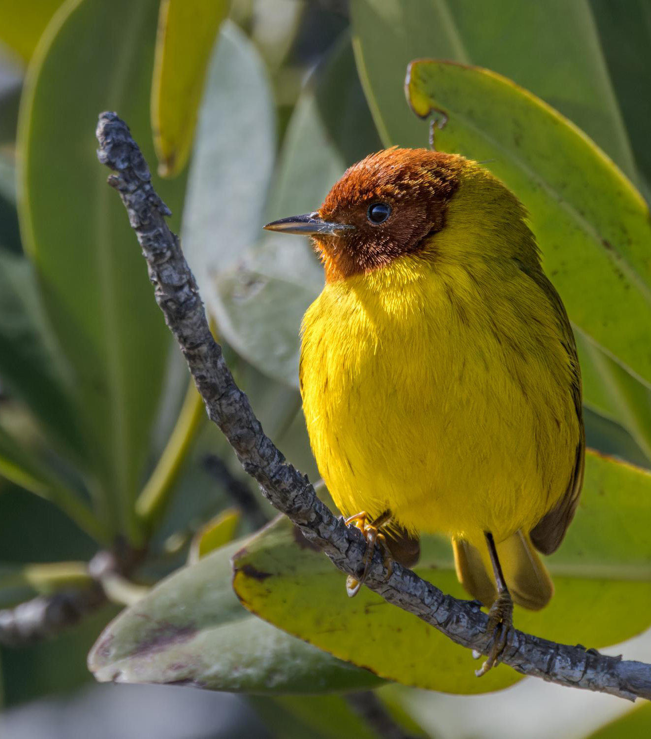 Mangrove Warbler unsized 