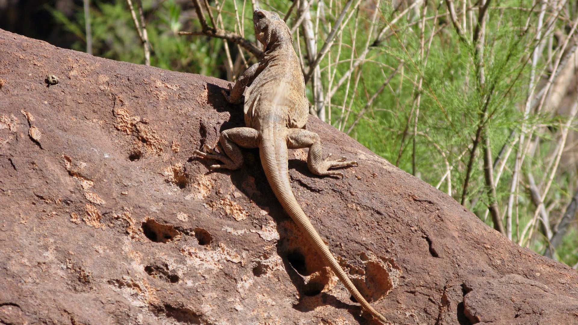 Chuckwalla lizard in Arizona