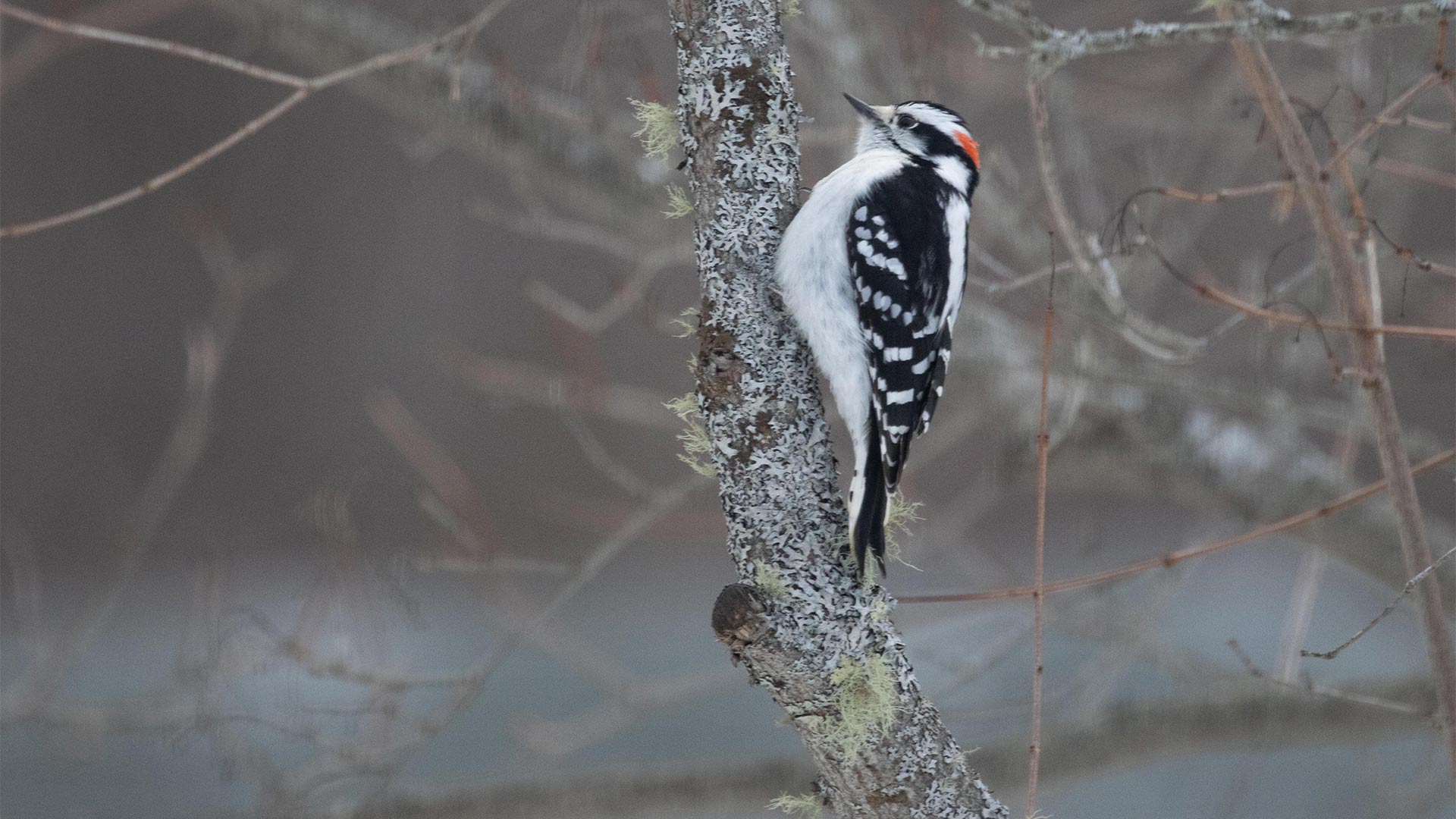 Downy woodpecker on tree in winter. Brooklin, Maine.