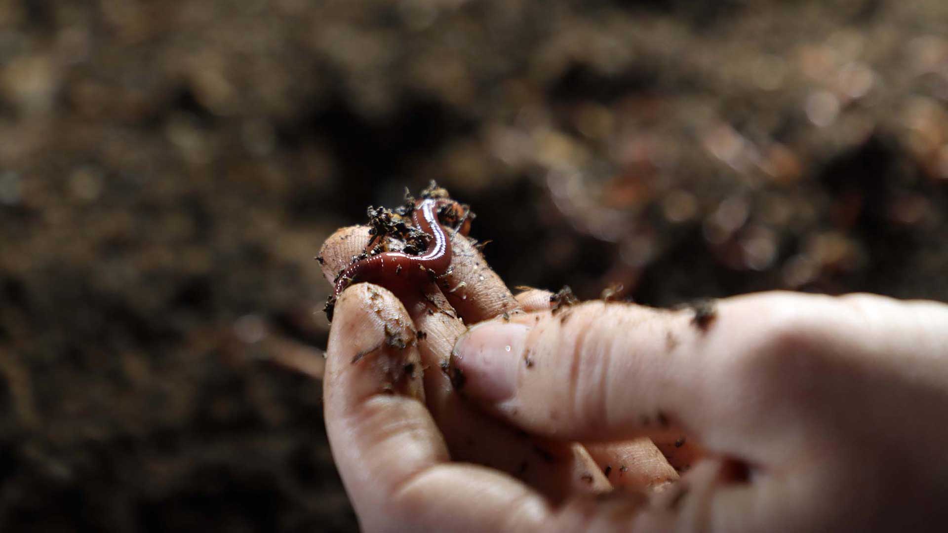 Red wiggler worms are used for vermicomposting to repurpose and dispose of food waste in a sustainable way. Photo taken at the Arizona Worm Farm in Phoenix on Feb. 1, 2023. 