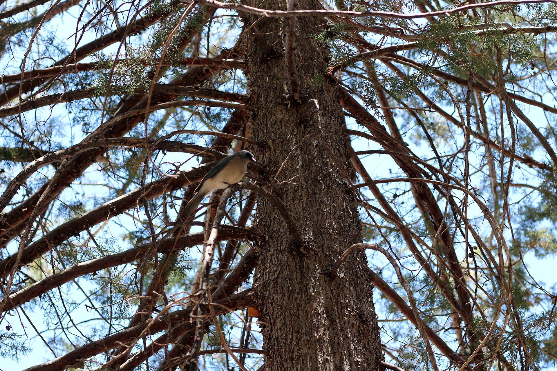 Mexican Blue Jay