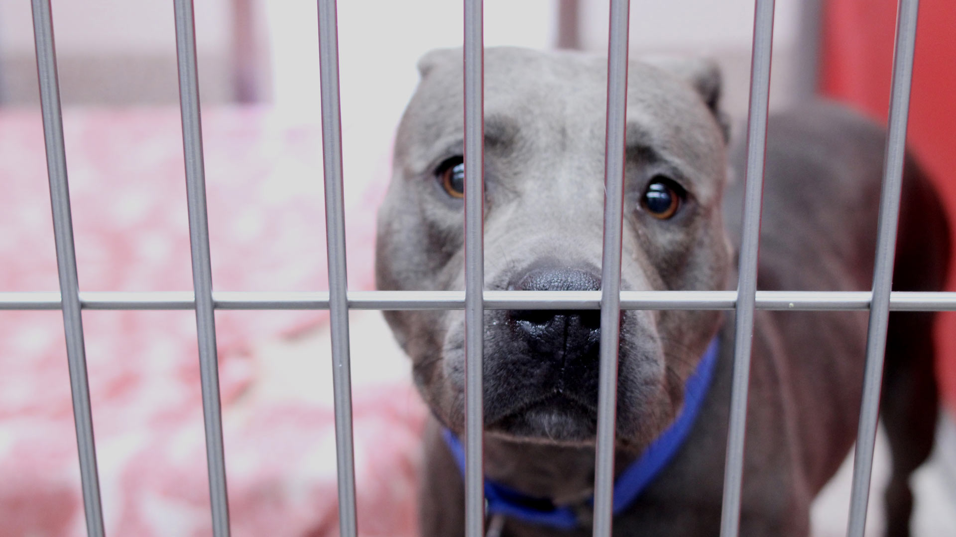 Star, a two-year-old pit bull terrier, has been at the Pima Animal Care Center since Oct. 7, 2022. She was rescued by an animal protection officer. 