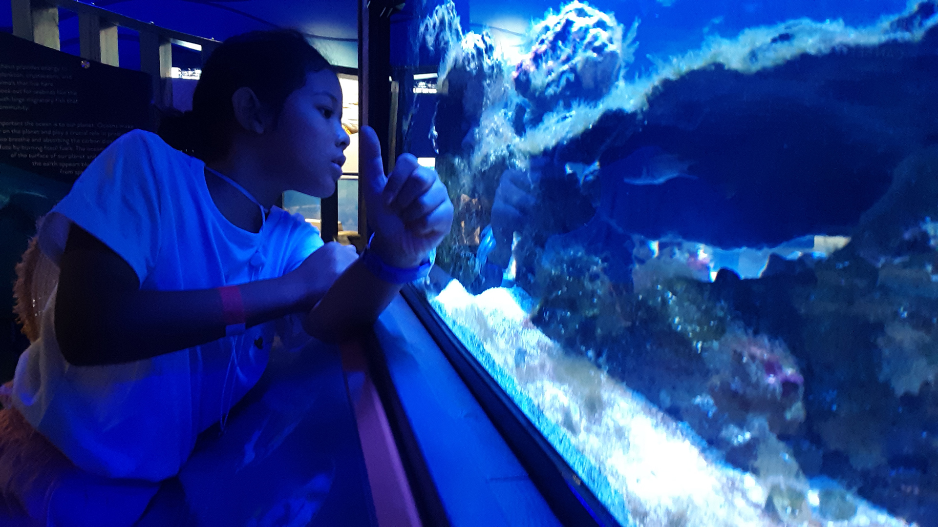 Aquarium displays showcase ocean life at Flandrau Planetarium.