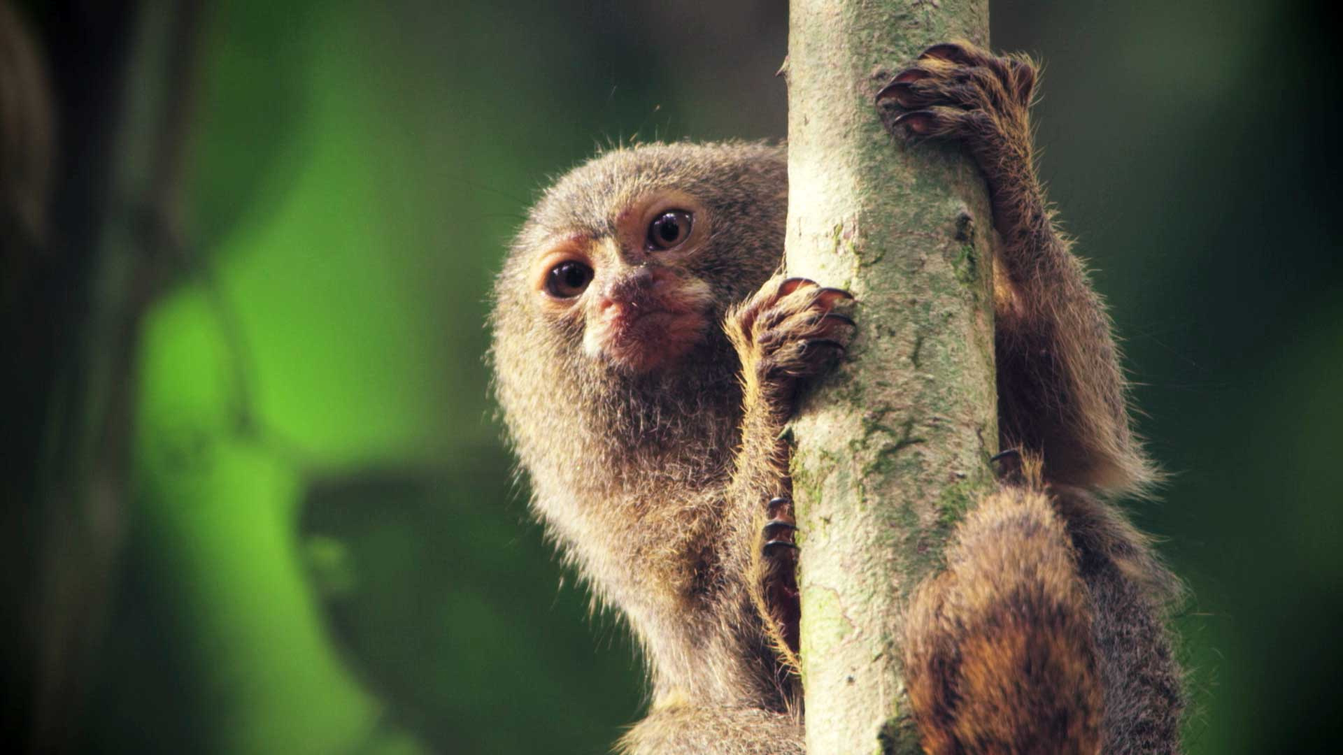 Nature: Undercover in the Jungle