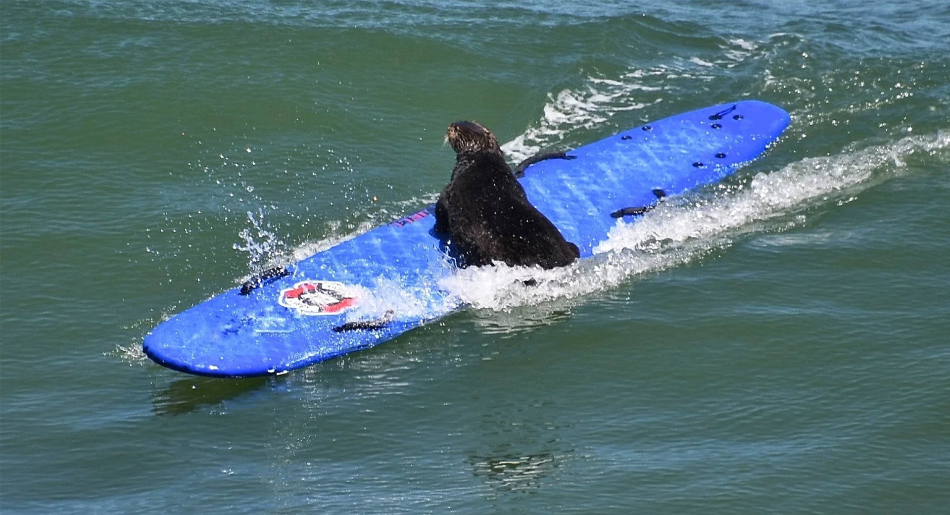 A southern otter in Santa Cruz, Calif., catches a wave after stealing a surfer's board.