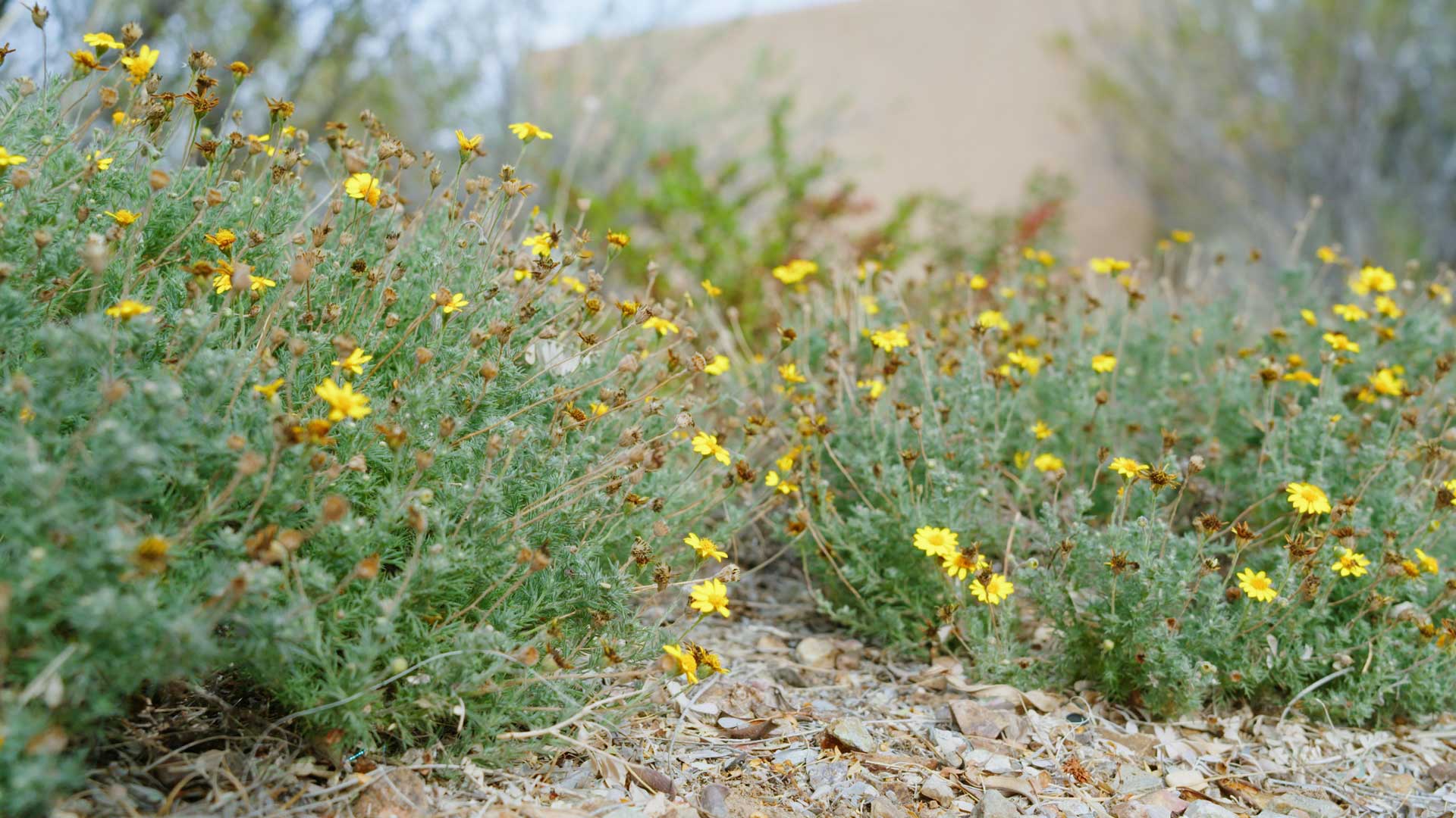 Desert Plants: Golden Fleece