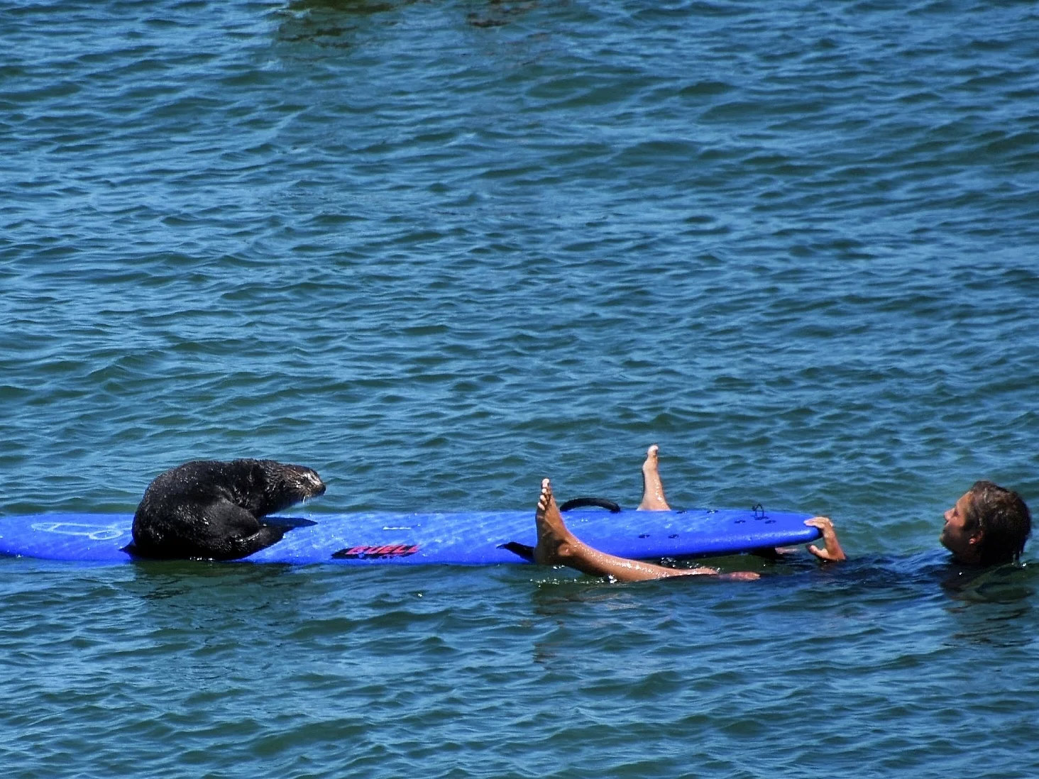 npr news otter surfing 2