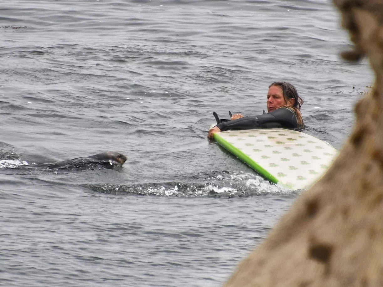 npr new otter surfing 3