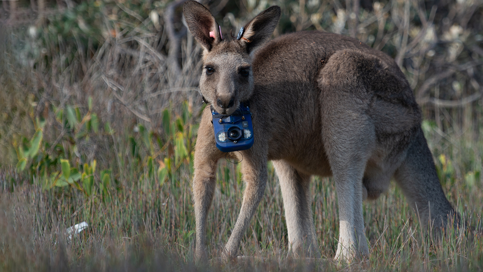 Eastern Grey Kangaroo with specially designed collar camera.