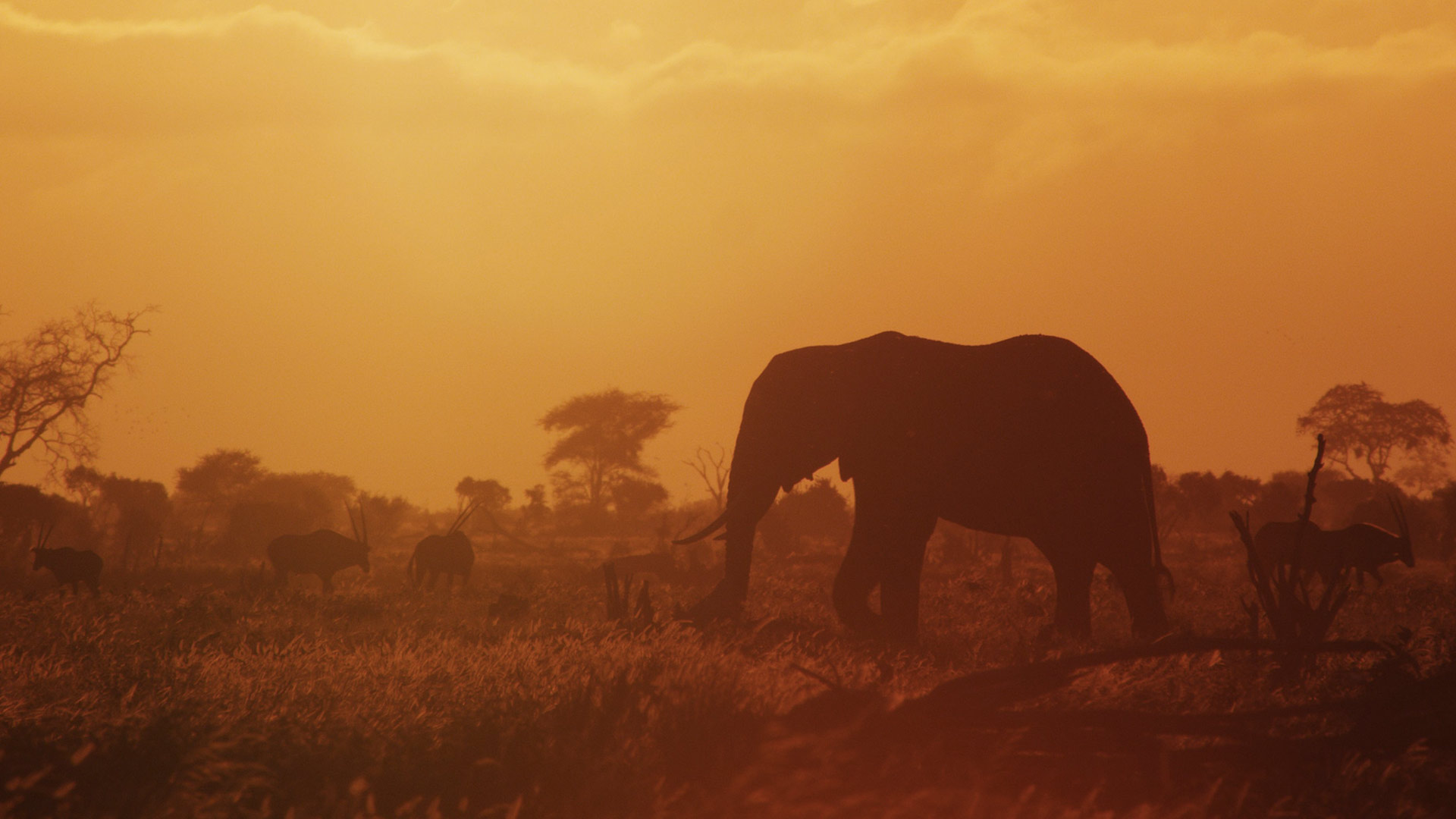 Bull elephant in Tsavo East National Park, Kenya with oryx in the background.