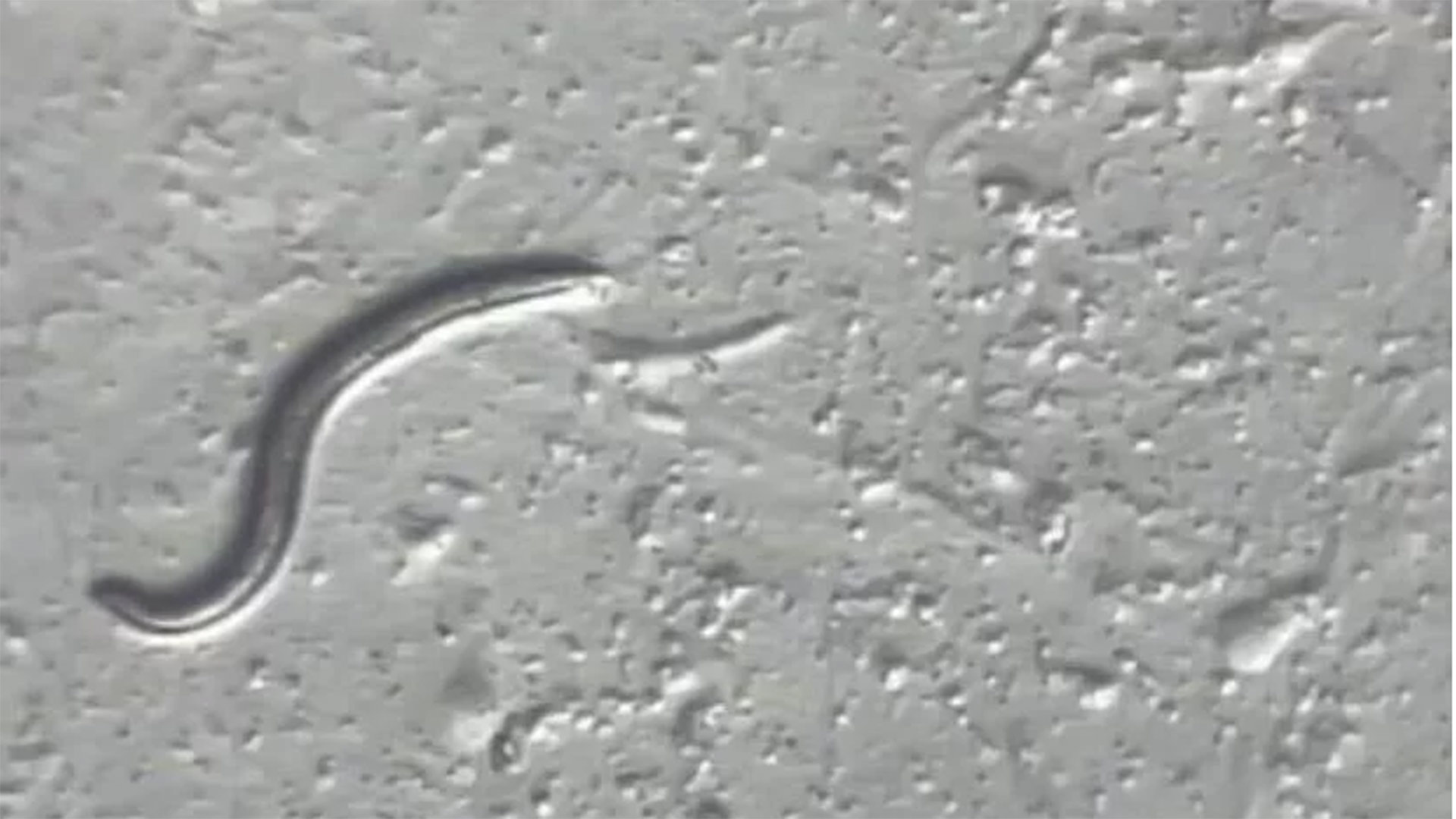 A Panagrolaimus kolymaensis nematode is seen under the microscope at the University of Cologne's worm lab in Germany.