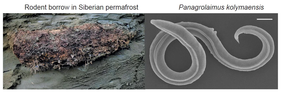 npr news worm permafrost 2 