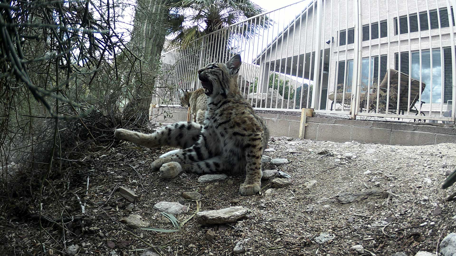 A pair of bobcats behind a home in central Tucson.