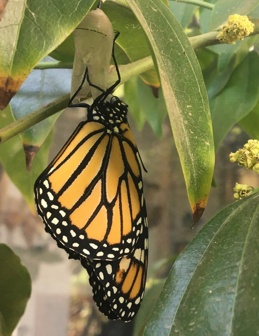 AWF monarch unsized 