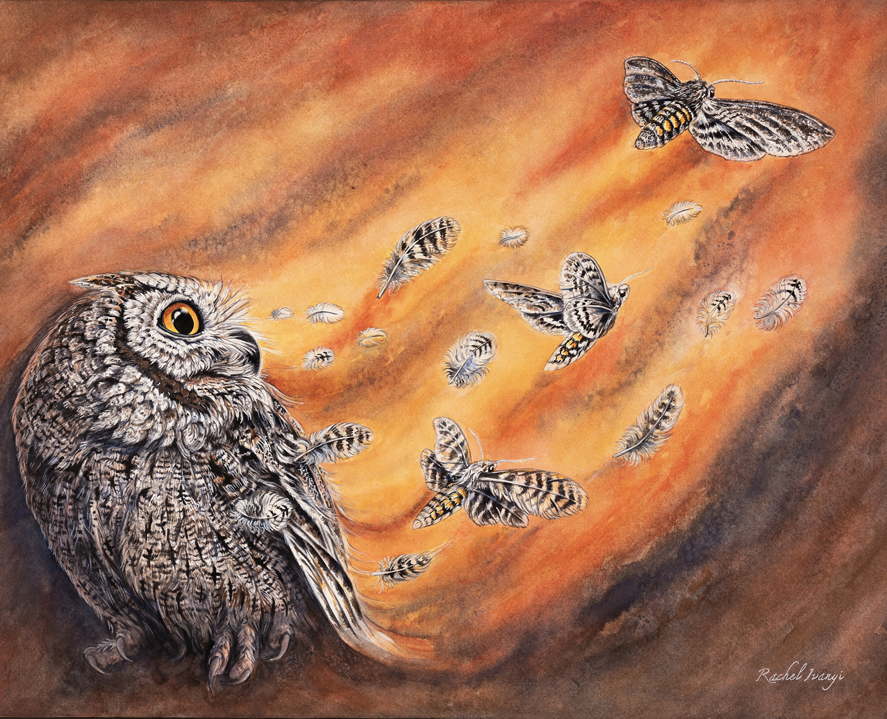 metamorphosis unsized