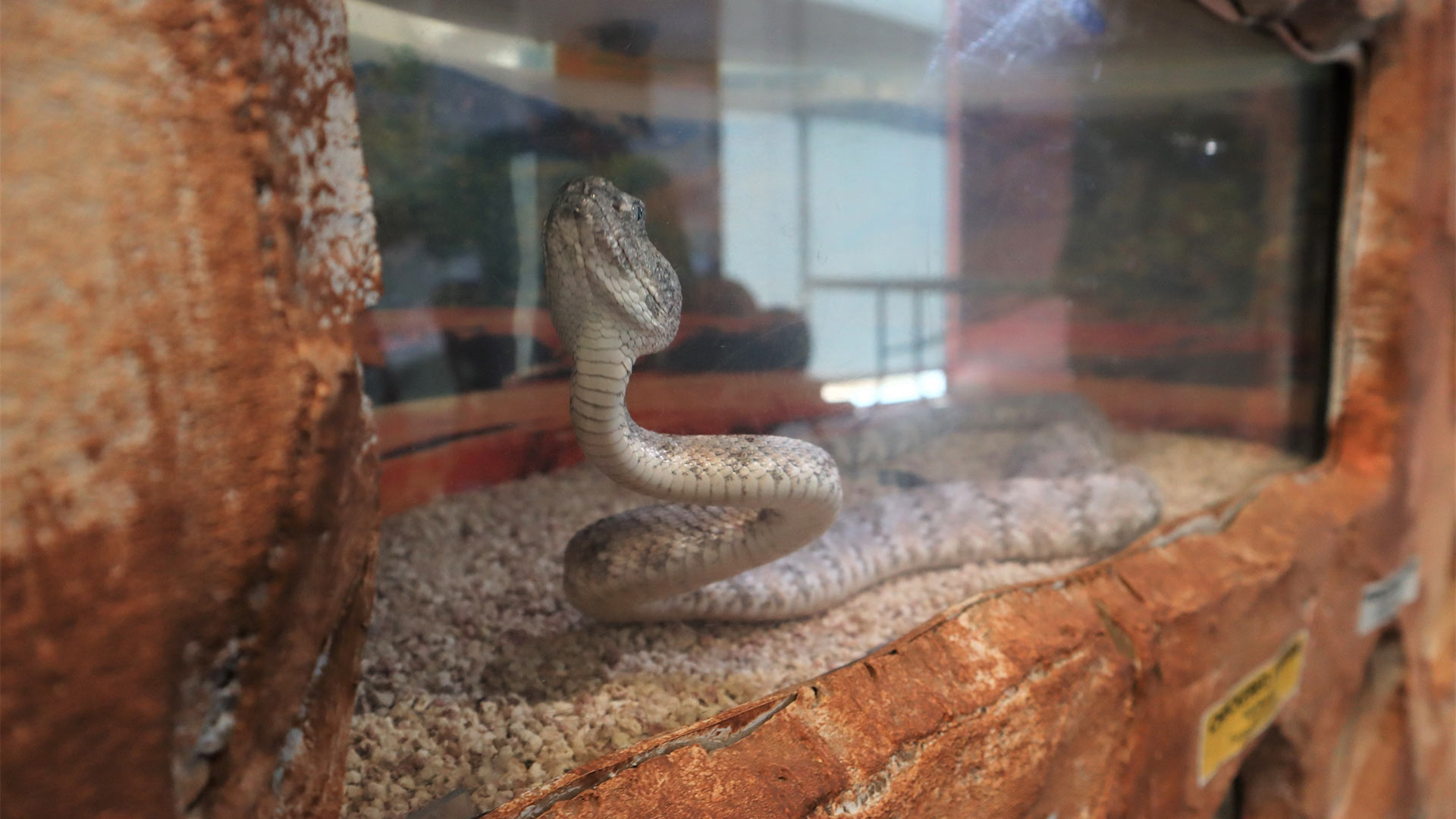 A Speckled Rattlesnake on display during the annual Southwest Wings Birding and Nature Festival. Vice President of the Huachuca Area Herpetological Association Robert Troupe said that this snake is found in the lower desert mountain ranges, which include areas in northwestern Arizona, southern Nevada, Mexico, west-side of Tucson and Phoenix and the California cost. August 3, 2023.