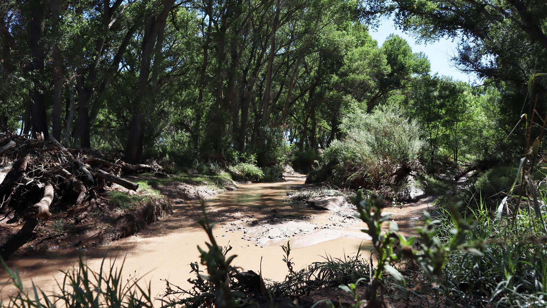 The San Pedro River post-Monsoon rain. September 14, 2023.