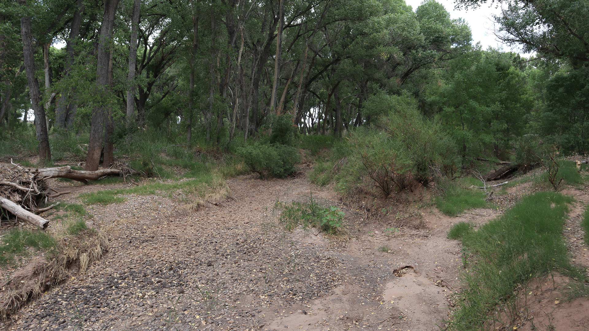 San Pedro River pre-Monsoon rains. August 15, 2023.